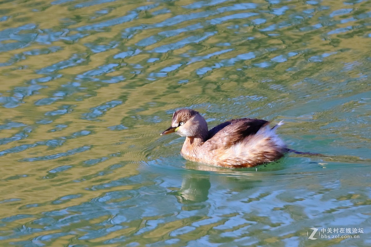 2019年拍鳥78小鸊鷉