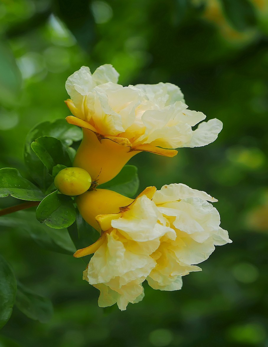 第一次见到白色石榴花也许少见多怪你们那里有这白色石榴花吗