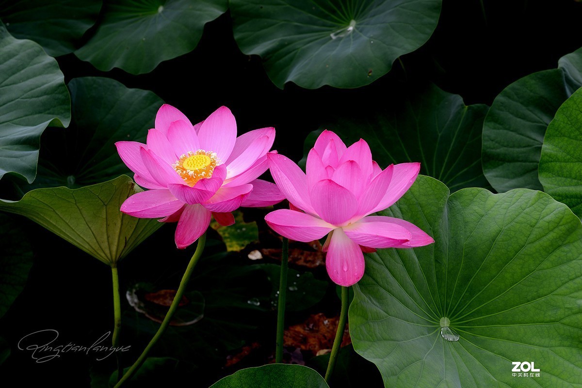 腾龙90微三代，F017效果让人满意，上几片供参考。