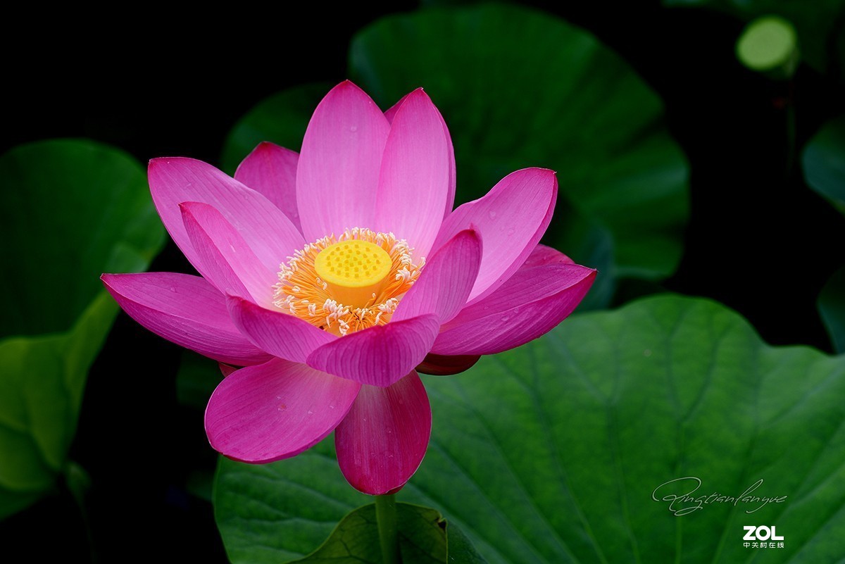 腾龙90微三代，F017效果让人满意，上几片供参考。