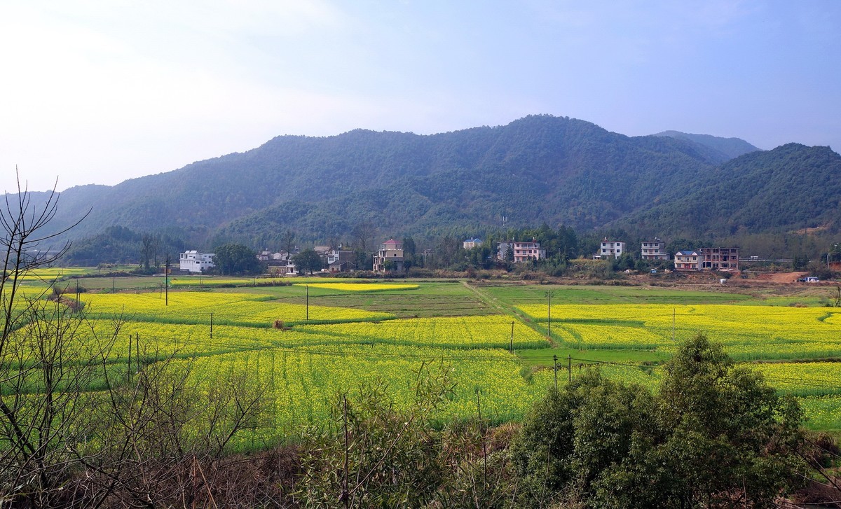 〖 三 月 遍 地 油 菜 花 〗