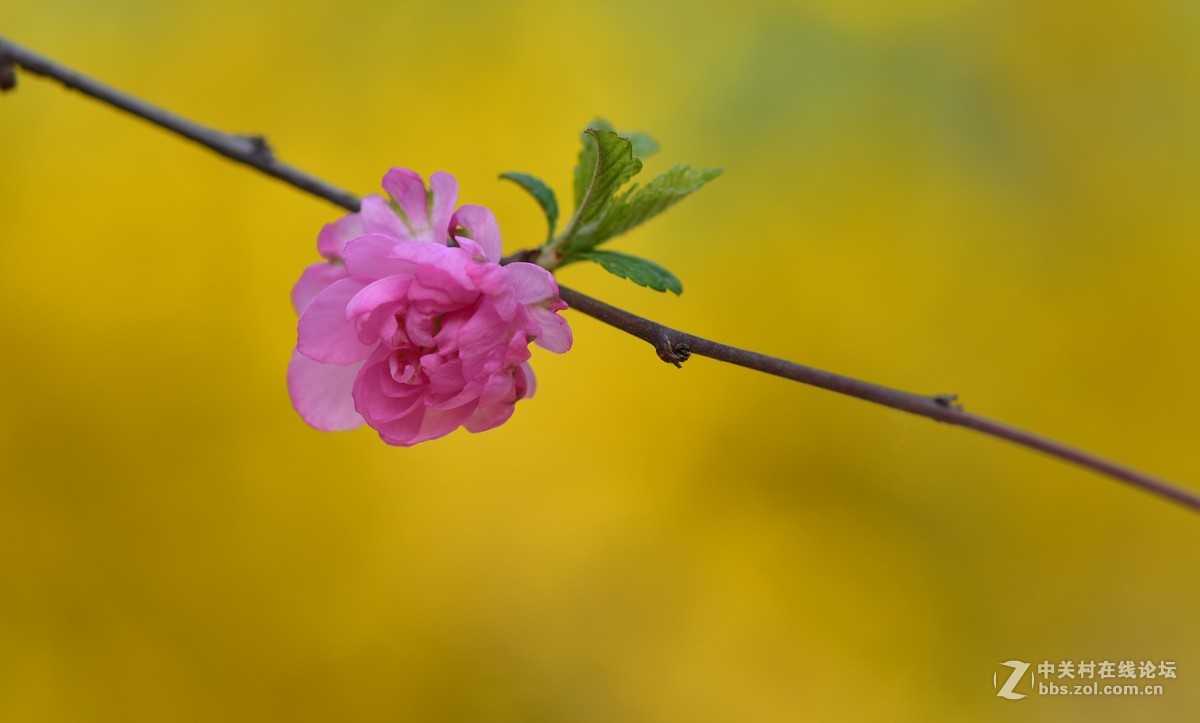 花一组