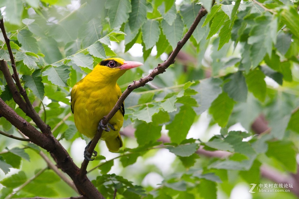 树上一只黄鹂鸟-中关村在线摄影论坛