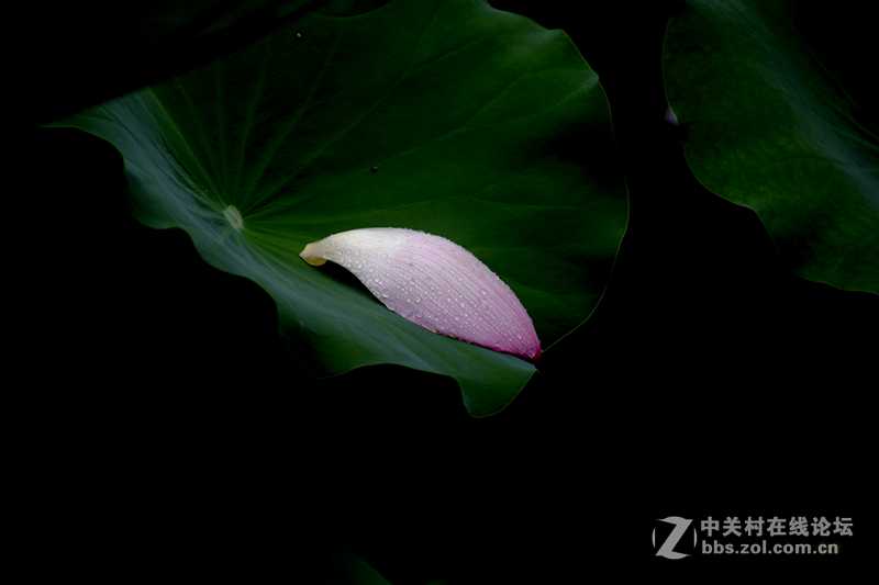 广州烈士陵园荷花