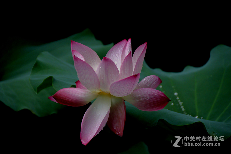 广州烈士陵园荷花