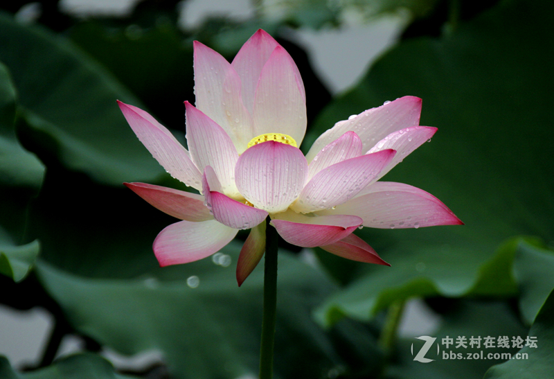 广州烈士陵园荷花