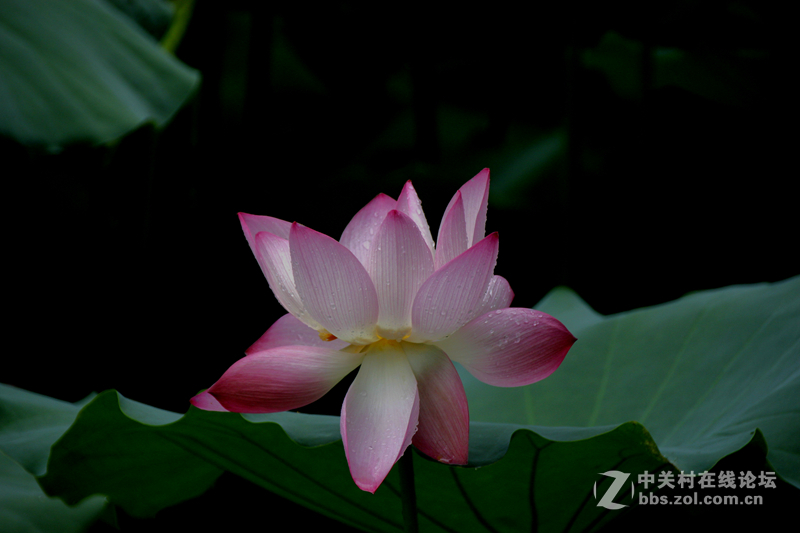 广州烈士陵园荷花