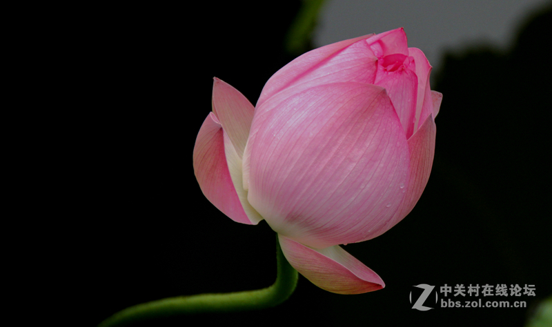 广州烈士陵园荷花