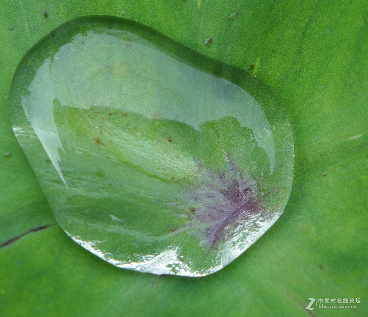 不要迷信单反，看微距对比