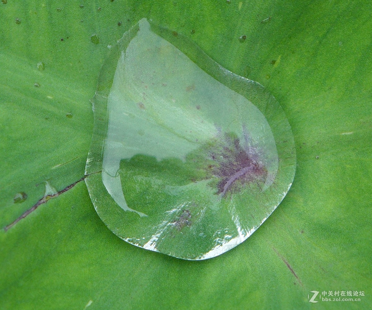 不要迷信单反，看微距对比