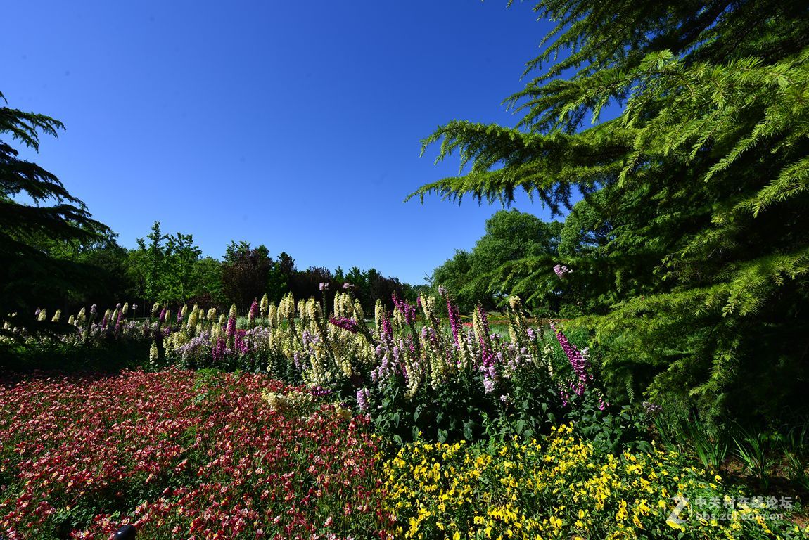 公园随拍——北京海淀公园夏季风光