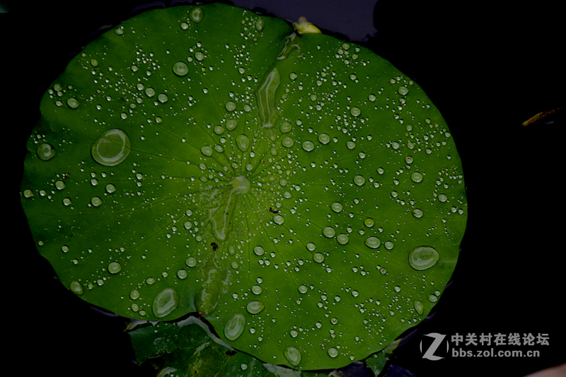 广州烈士陵园荷花