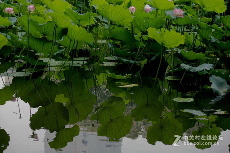 广州烈士陵园荷花