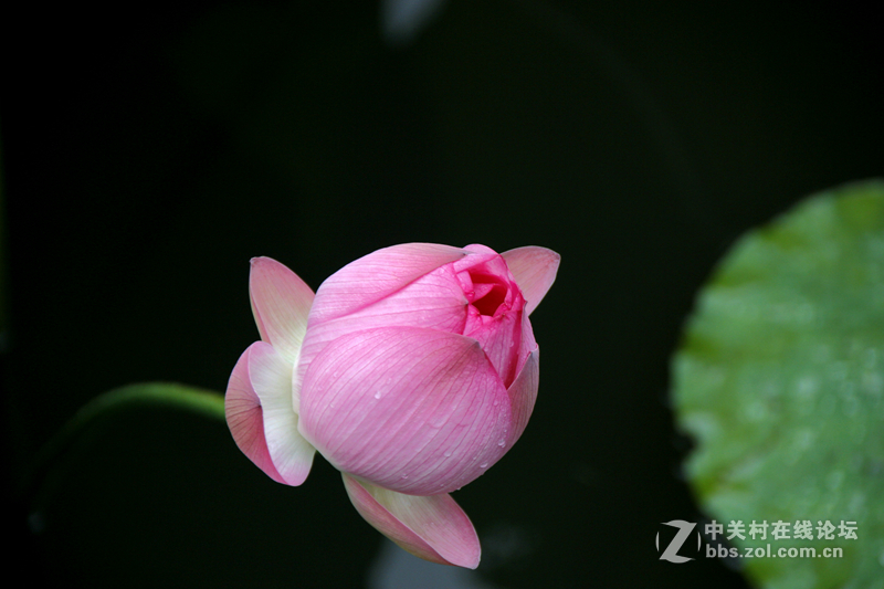 广州烈士陵园荷花