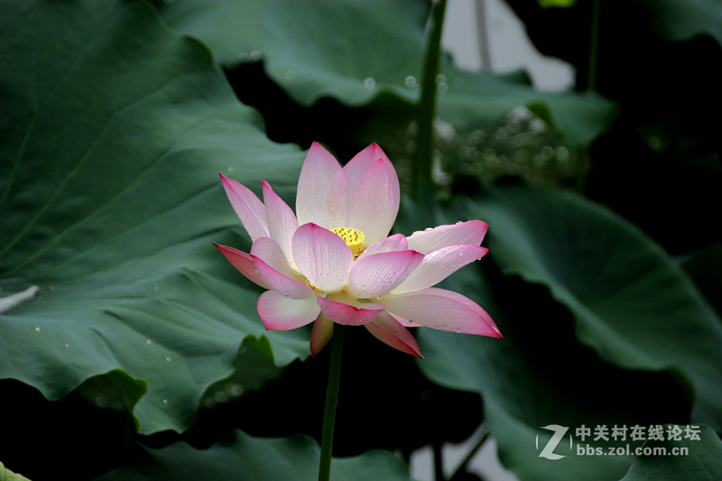 广州烈士陵园荷花