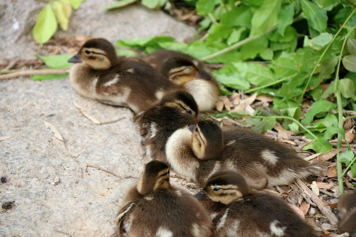 鸳鸯和它的孩子