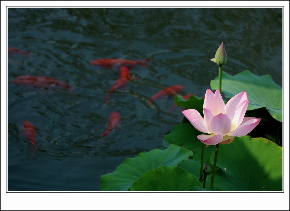 魚戲荷花圖