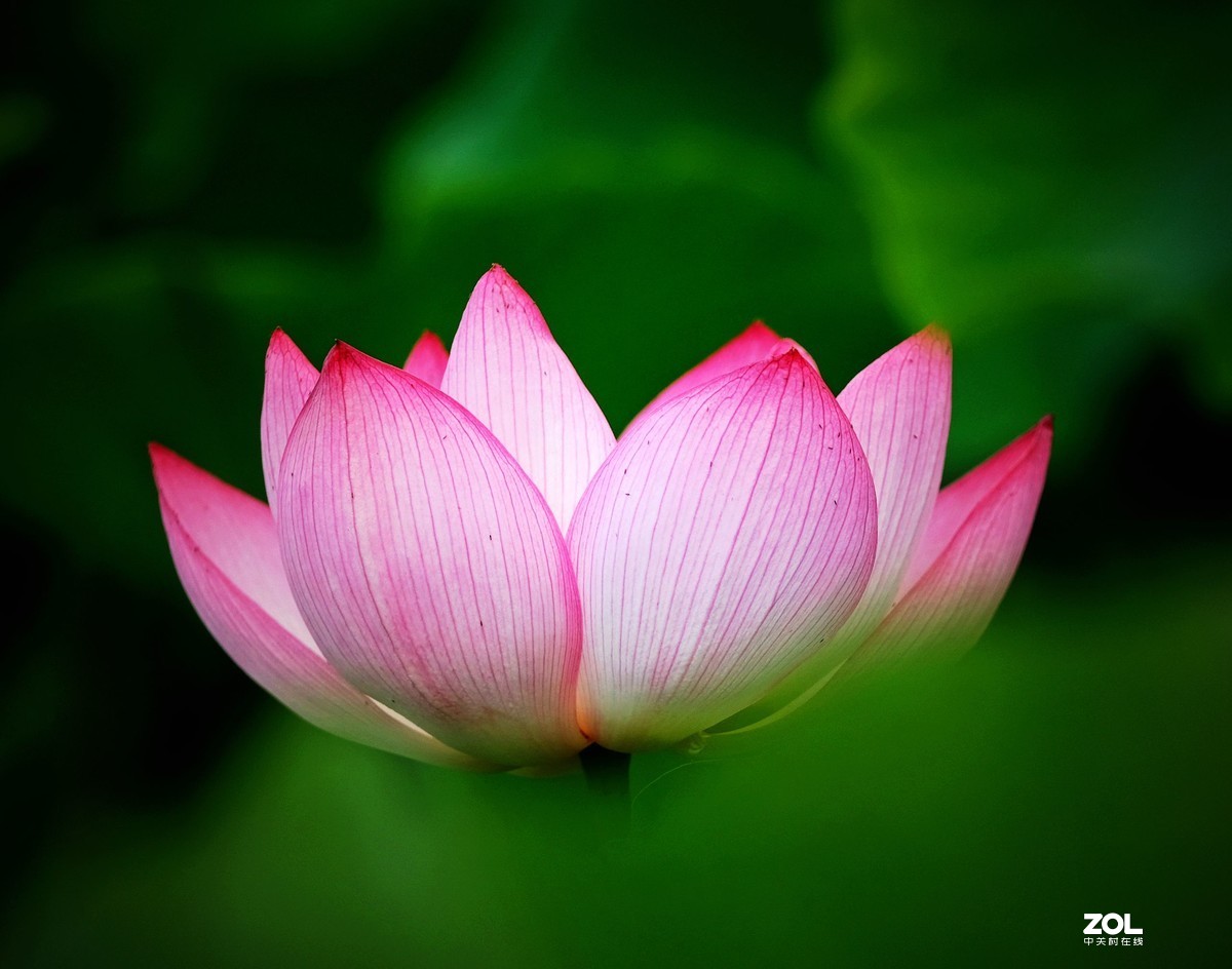 粗谈：富士XF 50-140mm f/2.8 R LM OIS WR镜头