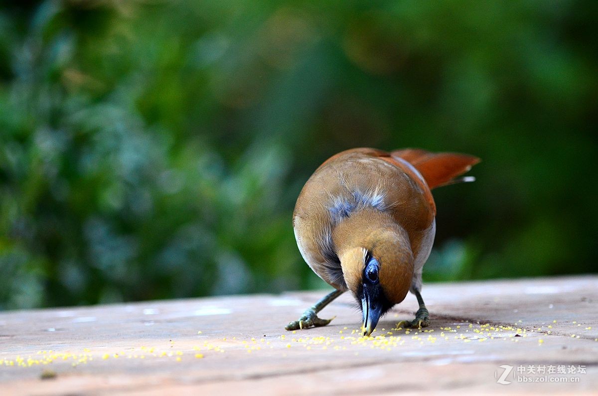#尼康鸟类作品赏析#【棕噪鹛】 （老阿推荐）