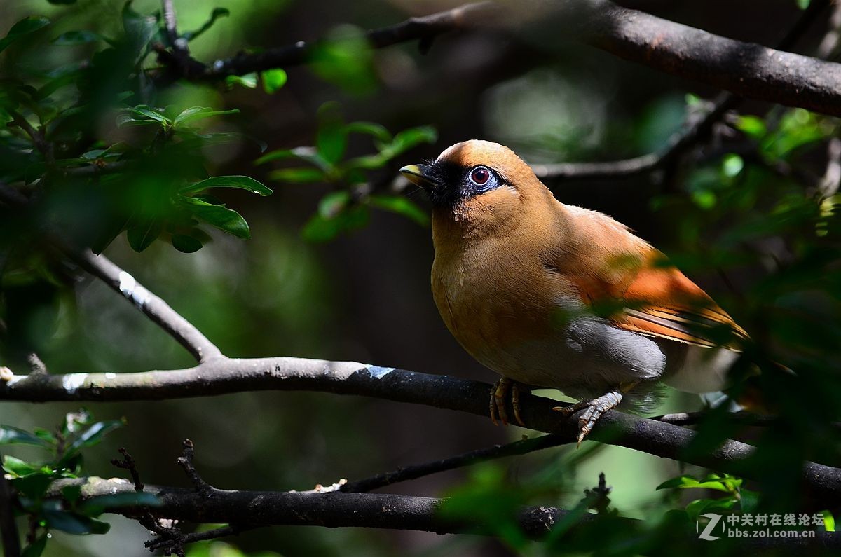 #尼康鸟类作品赏析#【棕噪鹛】 （老阿推荐）