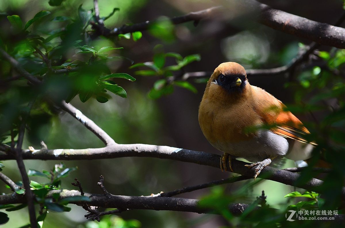 #尼康鸟类作品赏析#【棕噪鹛】 （老阿推荐）