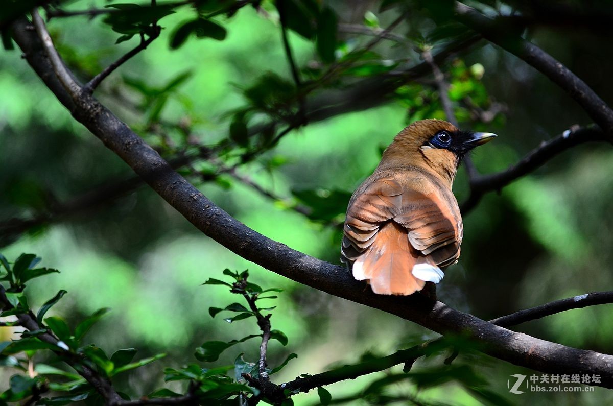 #尼康鸟类作品赏析#【棕噪鹛】 （老阿推荐）