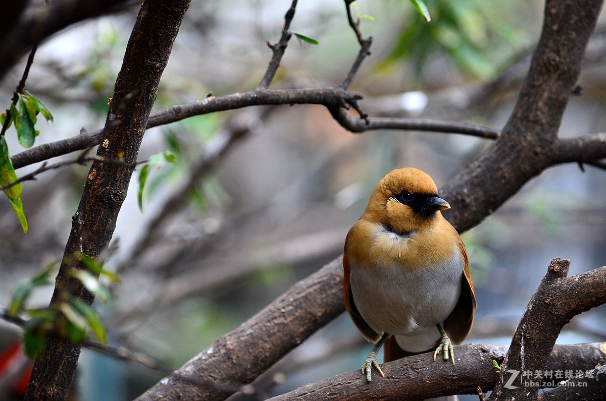 #尼康鸟类作品赏析#【棕噪鹛】 （老阿推荐）