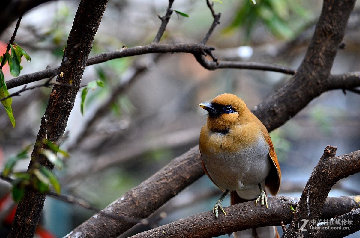 #尼康鸟类作品赏析#【棕噪鹛】 （老阿推荐）