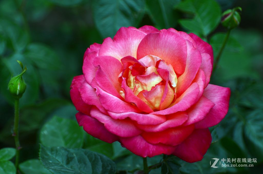 北京市花月季花