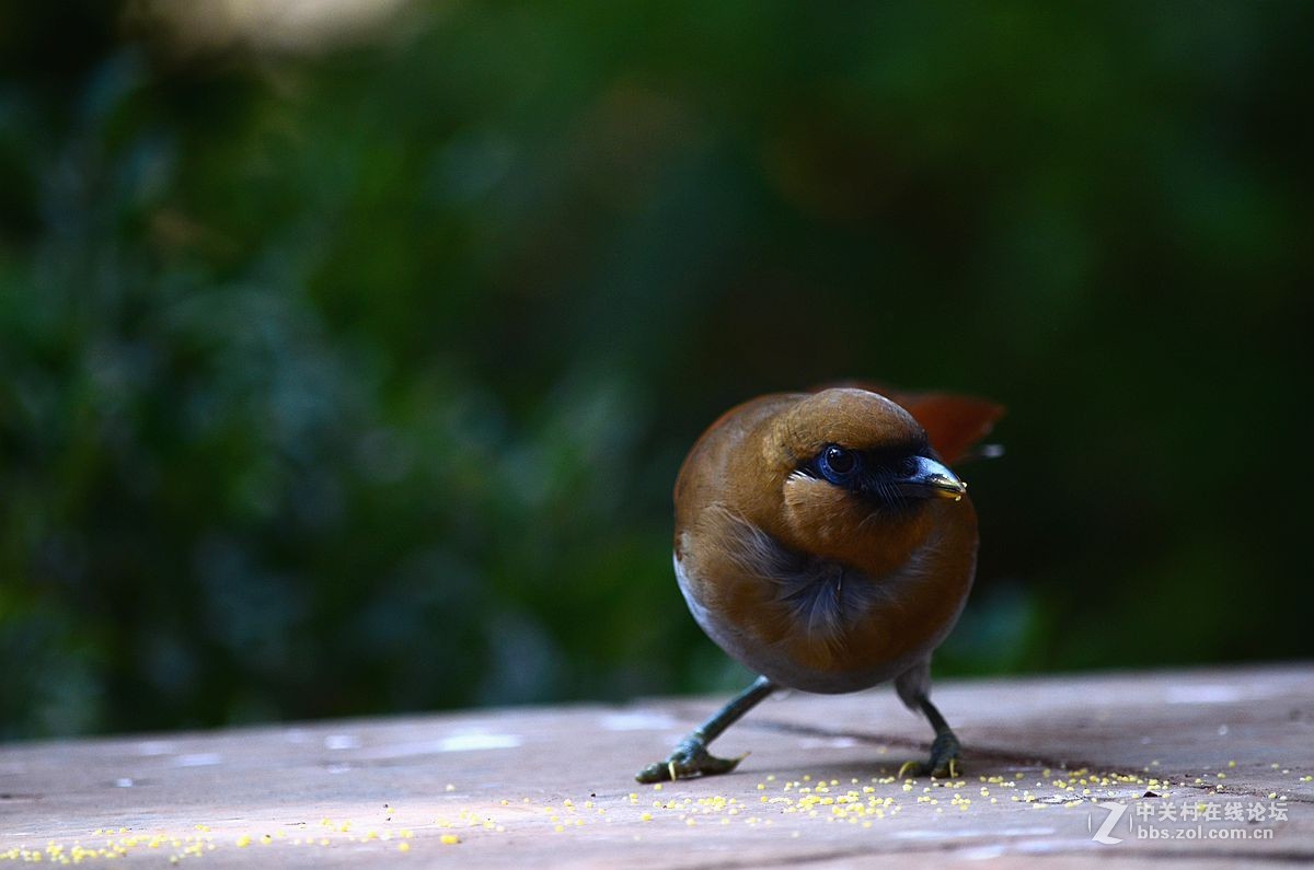 #尼康鸟类作品赏析#【棕噪鹛】 （老阿推荐）