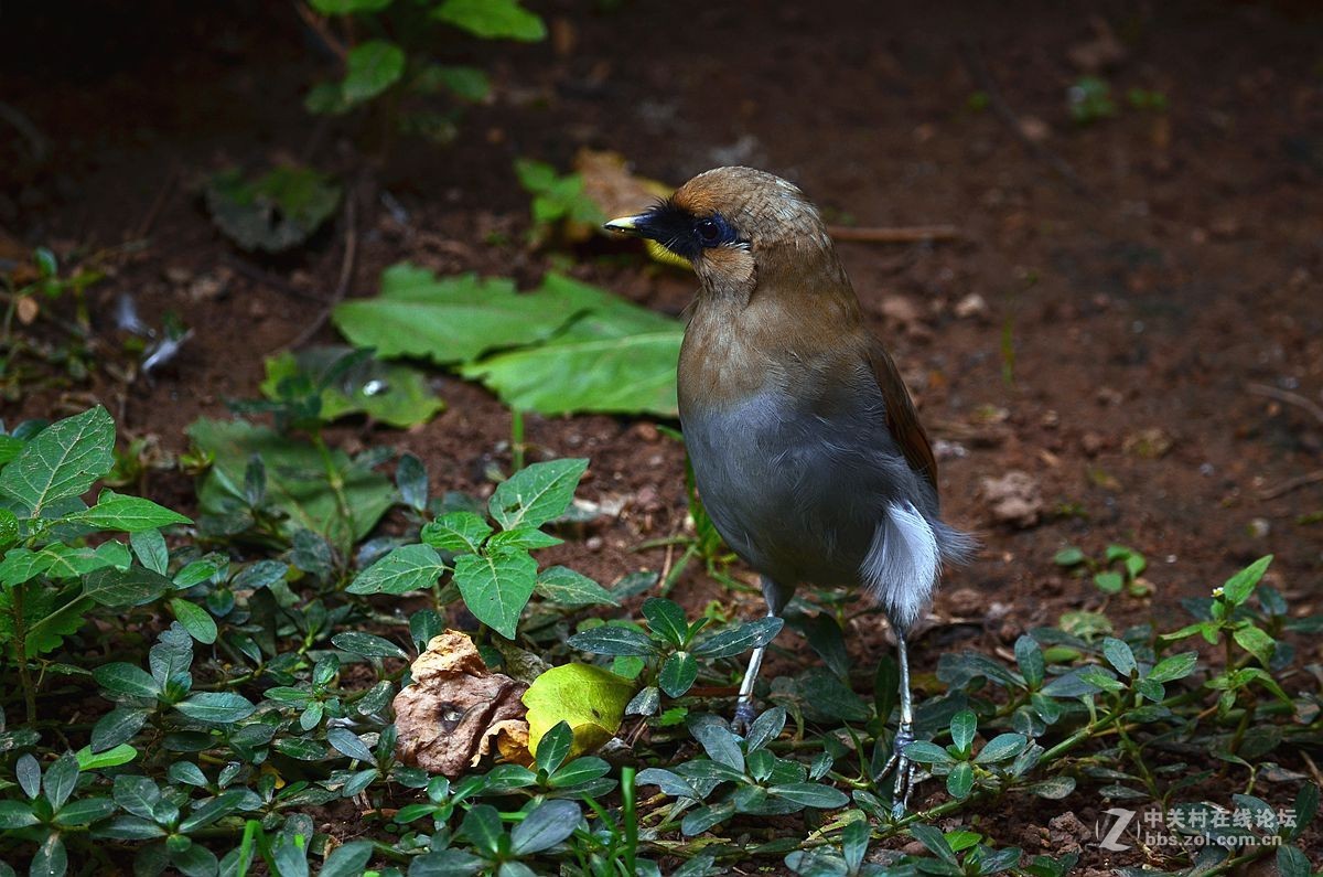 #尼康鸟类作品赏析#【棕噪鹛】 （老阿推荐）