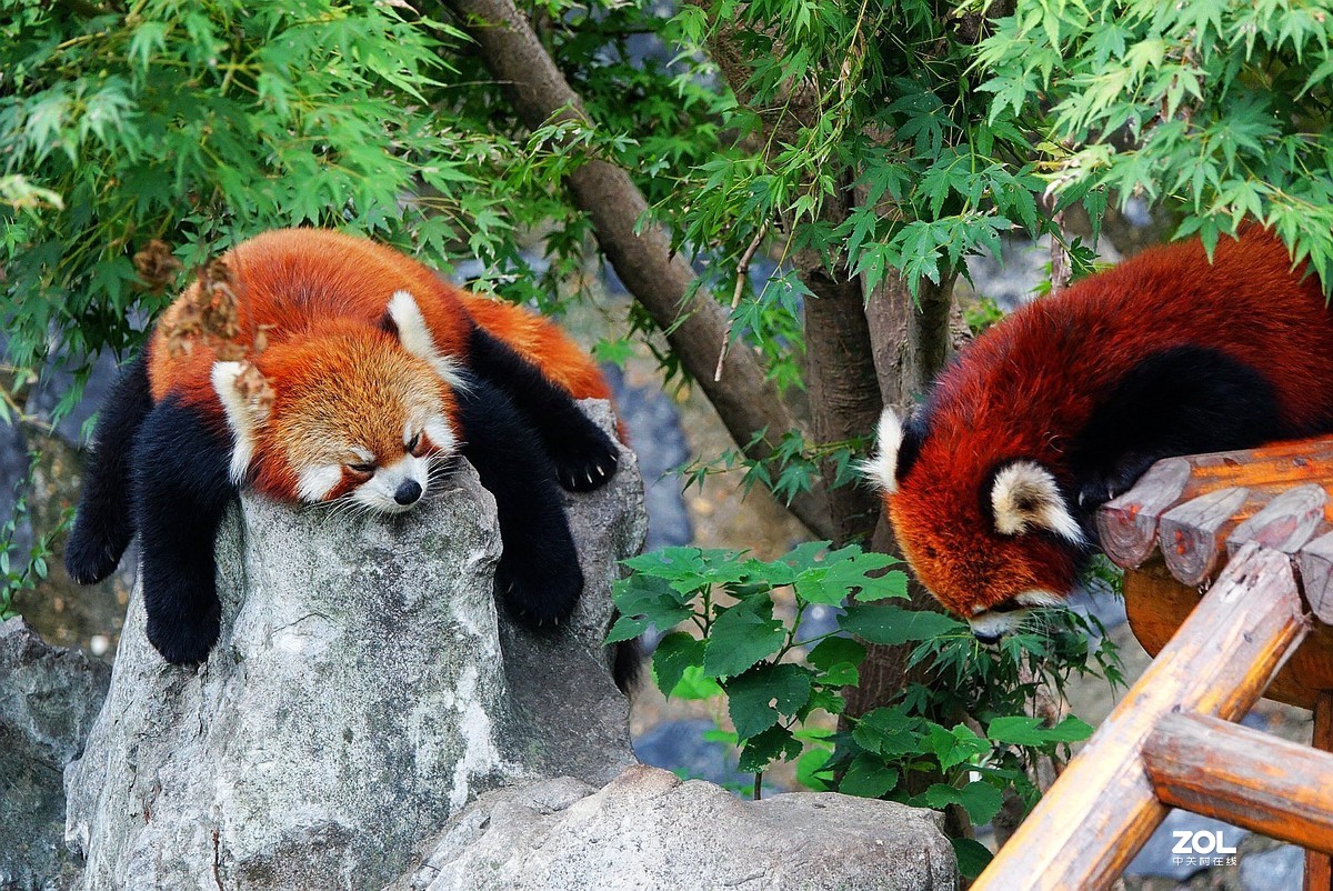 旅游--扬州动物园随拍《5》