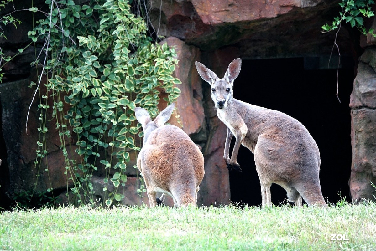 旅游--扬州动物园随拍《5》