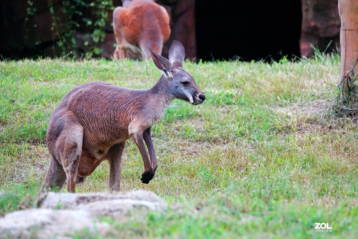 旅游--扬州动物园随拍《5》