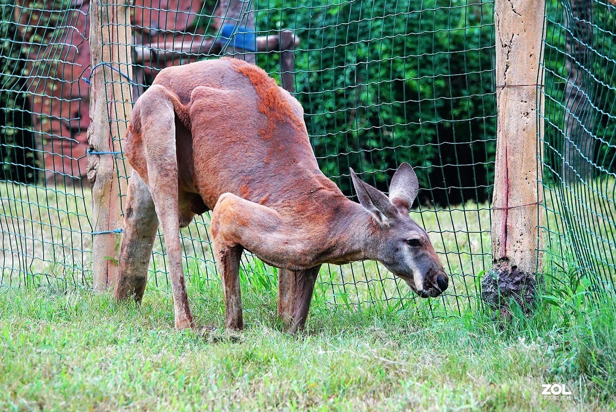 旅游--扬州动物园随拍《5》