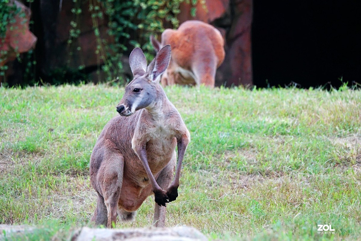 旅游--扬州动物园随拍《5》
