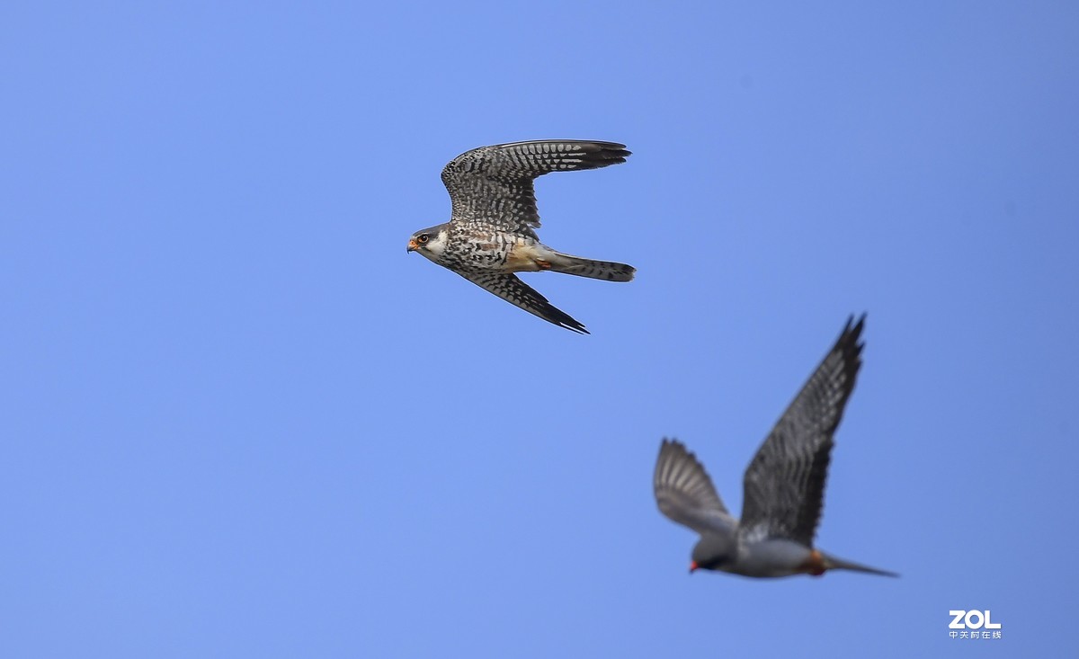顺义抓拍阿穆尔隼