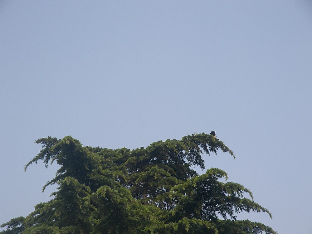 [P880]柯达P880初拍河边的早晨