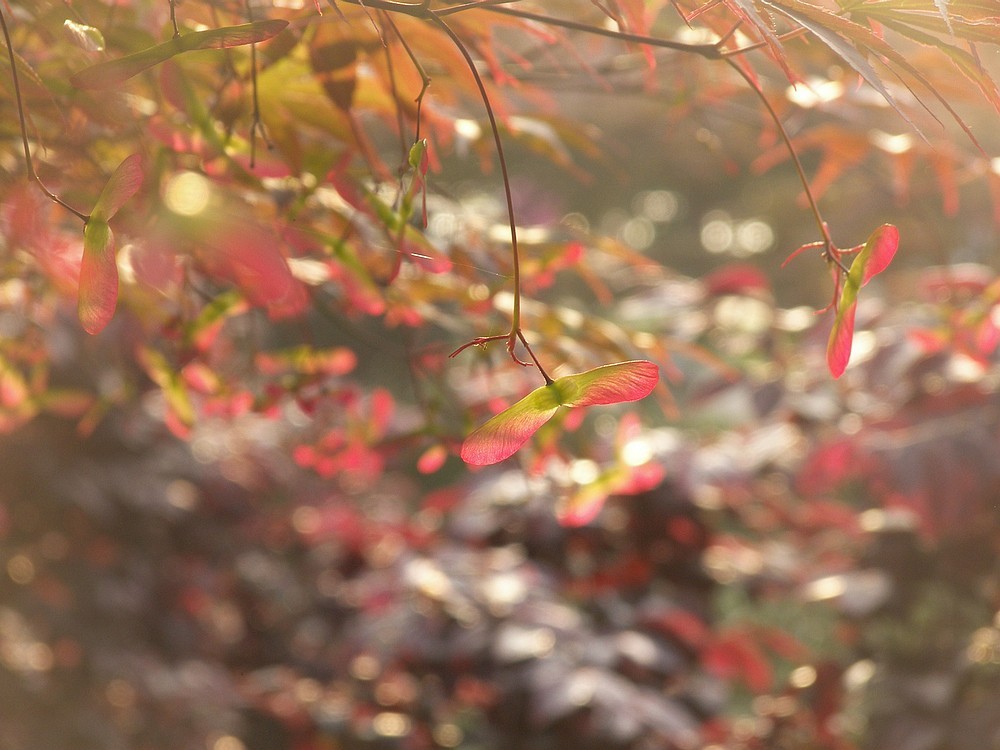 [P880]柯达P880初拍河边的早晨