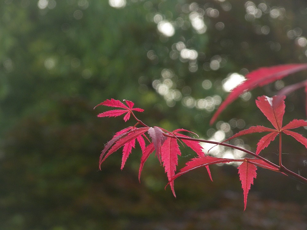 [P880]柯达P880初拍河边的早晨