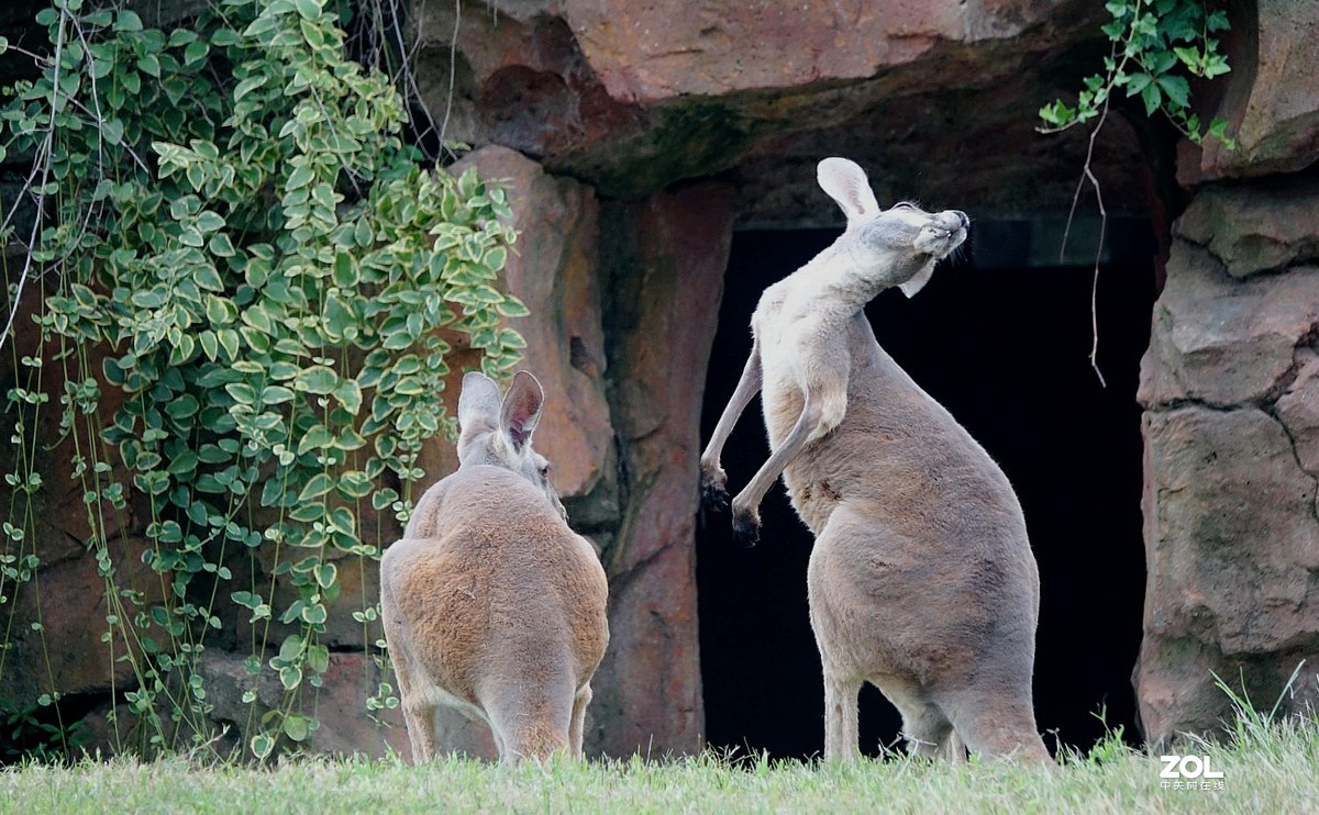 旅游--扬州动物园随拍《5》