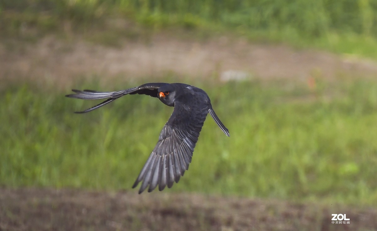 顺义抓拍阿穆尔隼