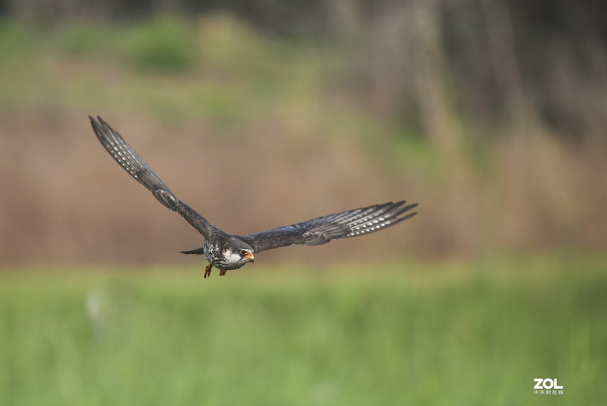 顺义抓拍阿穆尔隼