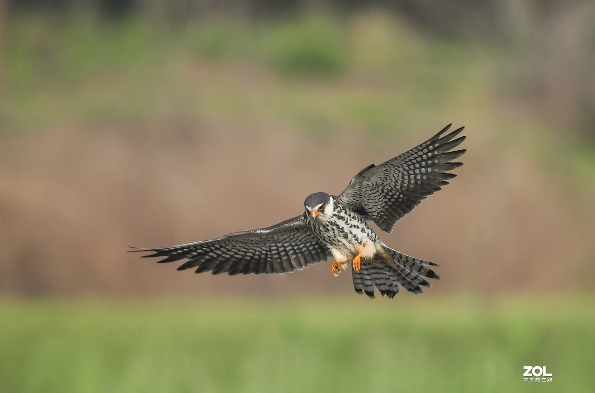 顺义抓拍阿穆尔隼
