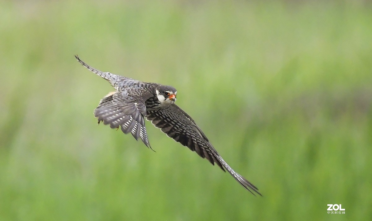 顺义抓拍阿穆尔隼
