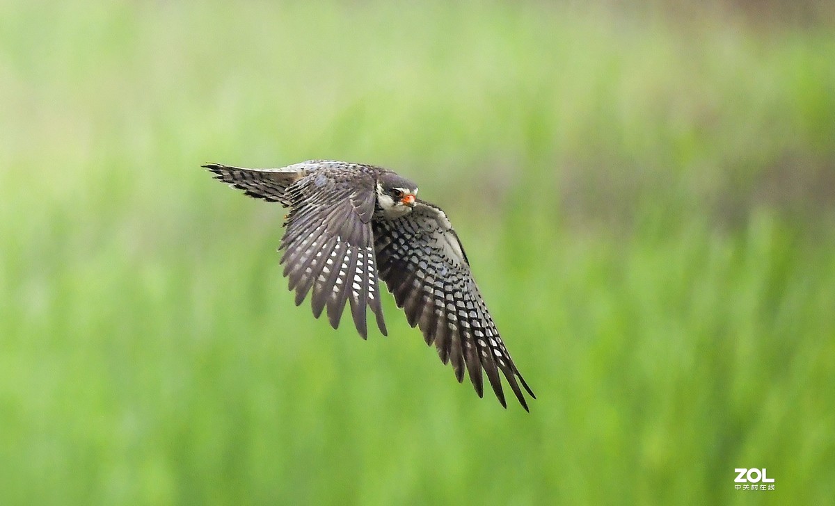顺义抓拍阿穆尔隼