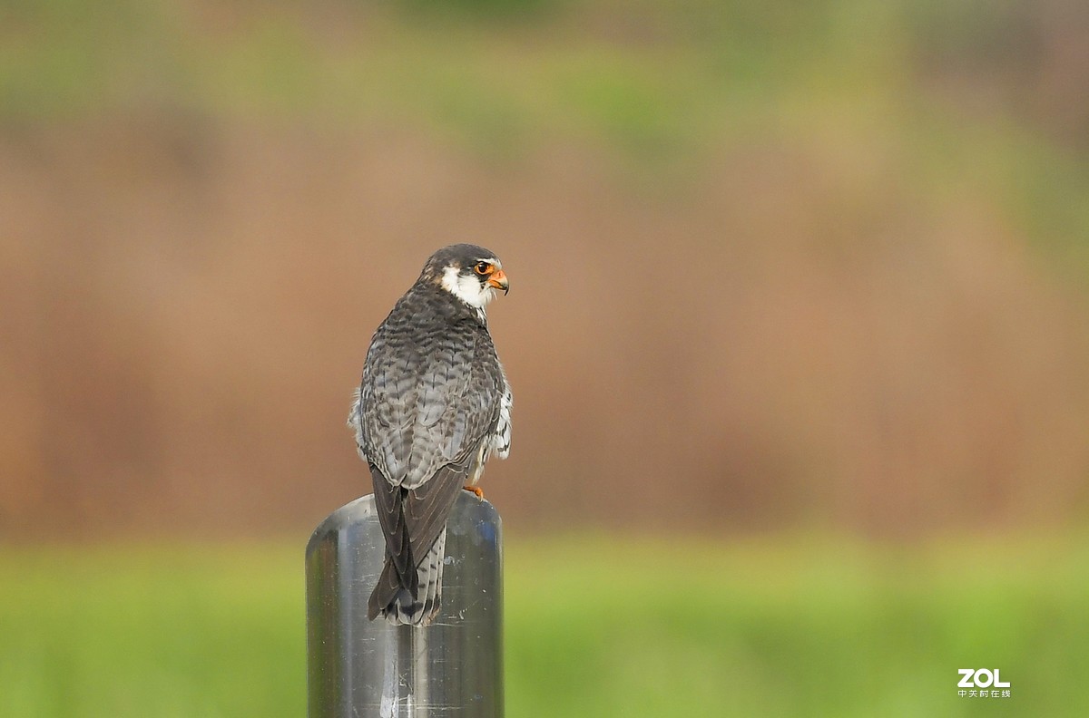 顺义抓拍阿穆尔隼