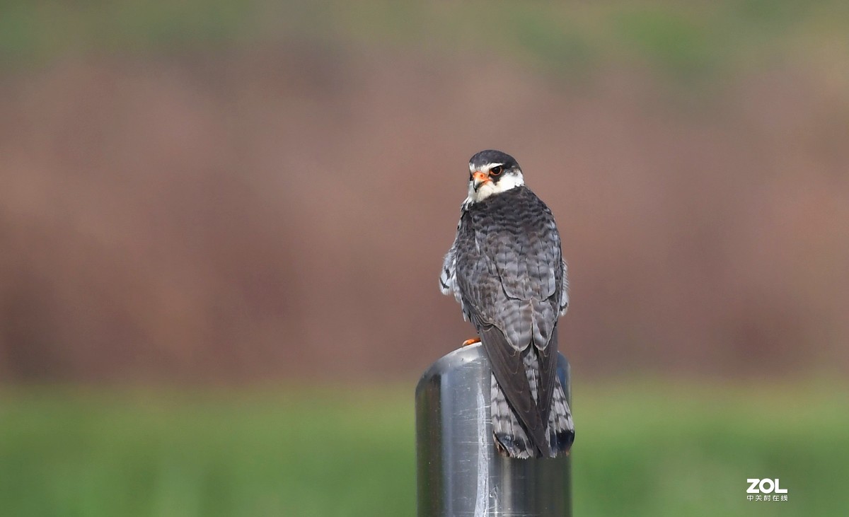 顺义抓拍阿穆尔隼