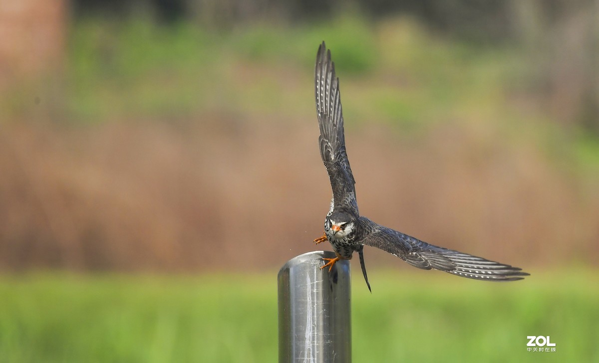 顺义抓拍阿穆尔隼