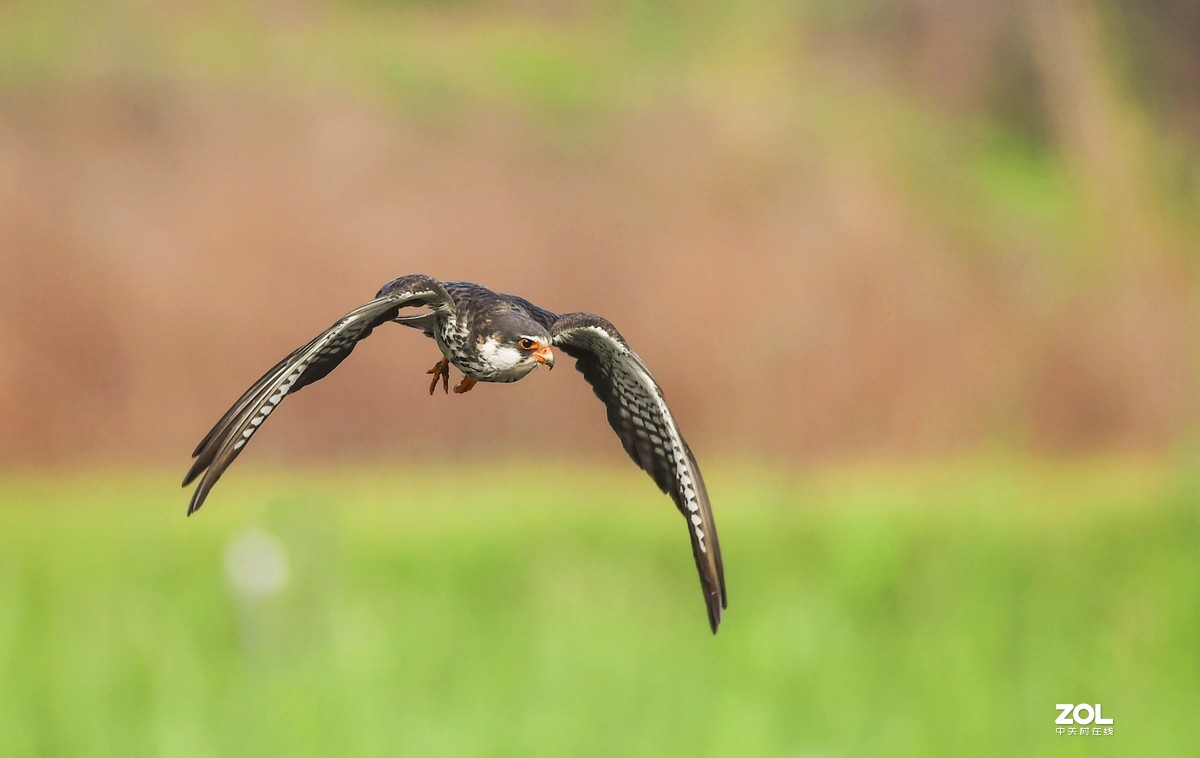 顺义抓拍阿穆尔隼